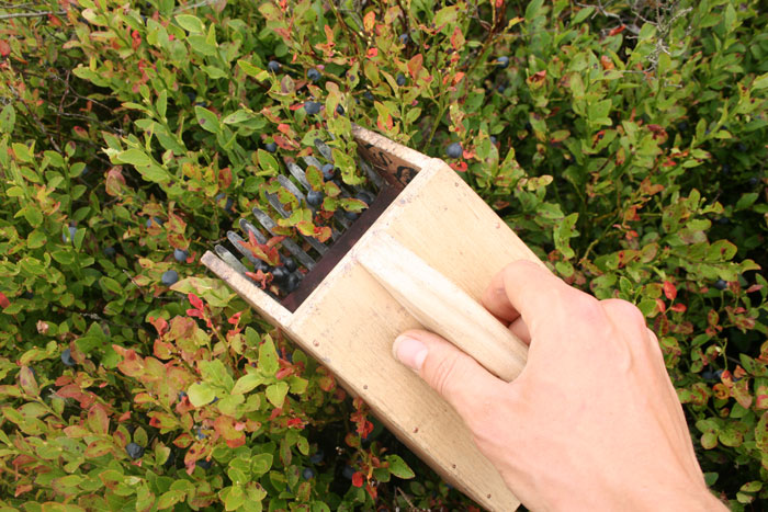 thumbnail interactive-video image 1 of FAVOMOTO Blueberry Picker Tool – Stainless Steel Fruit Harvester For Garden, Easy Pick & Foldable 1 of 12