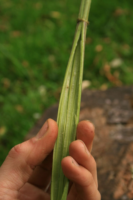 How to make Nettle cordage